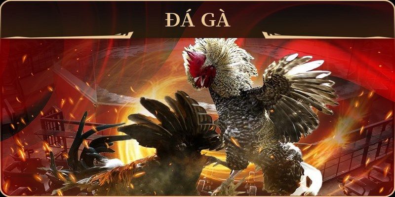 f88 bet đá gà trực tiếp campuchia