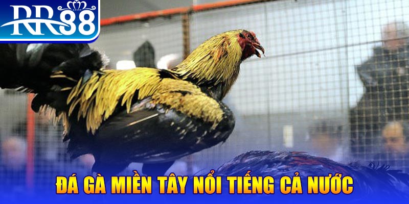 f88 bet đá gà 88